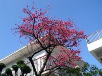 サクラ 2007/02/21 12:00:28