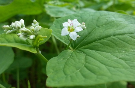 大宜味村のソバの花です。