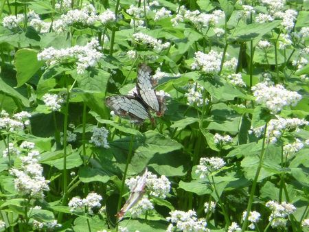 大宜味のソバが開花中です。
