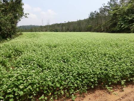 大宜味のソバが開花中です。