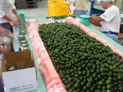 青切り果実出荷準備