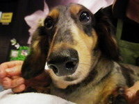 本日のDOG SPAは・・・・ 2012/11/17 17:23:46