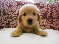 NEW　子犬たちがやってきました！！ 2012/10/07 16:53:32