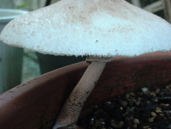 椎茸？毒きのこ？
