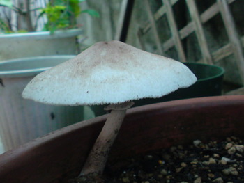 椎茸？毒きのこ？