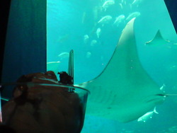 G.Wにオススメ☆夜の水族館。