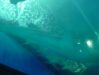 G.Wにオススメ☆夜の水族館。