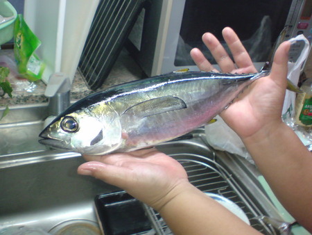 お隣からマグロいただきました