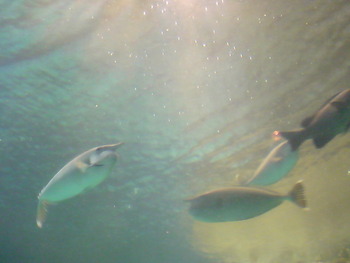 G.Wにオススメ☆夜の水族館。