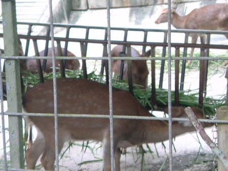 動物園も楽しみました♪