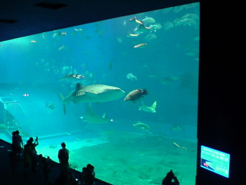 G.Wにオススメ☆夜の水族館。