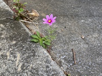 隙間の花 2022/03/17 21:16:13