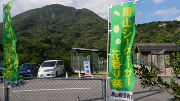 勝山シークァーサー花香り祭