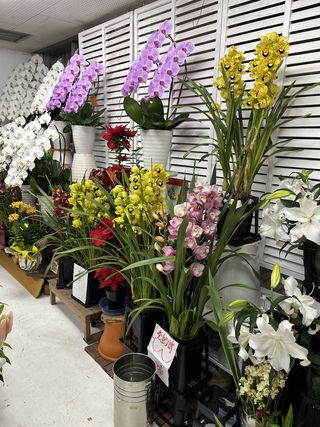 胡蝶蘭　シンビジュームバンナイ入荷