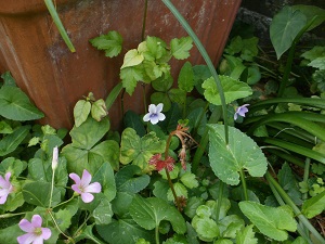 布花　エーデルワイスの花