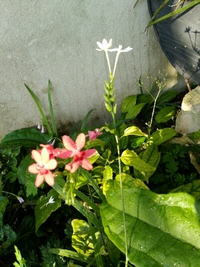花、花、花 2017/05/01 07:47:00