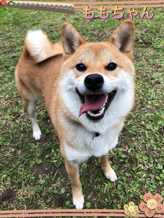 ももちゃん １歳４ヶ月 柴犬 ペッドリームスタッフ ブログ