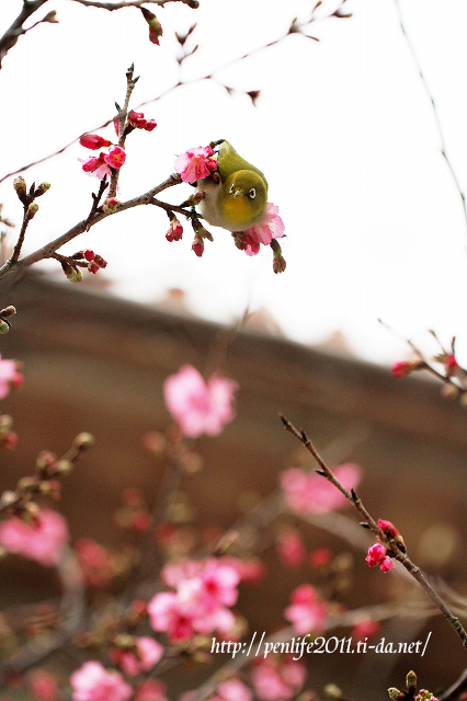 15年版 沖縄の桜 開花状況まとめ 15 01 19編 てぃーだニュース