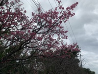 今帰仁城跡の桜