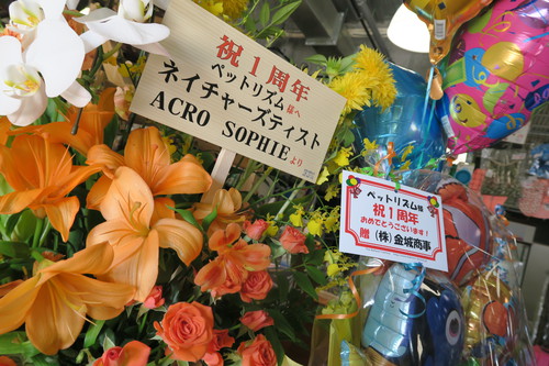 ペットリズム一周年!!!