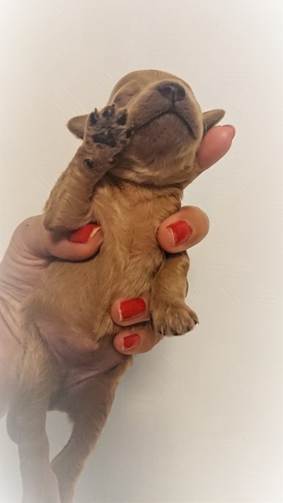 生後一週間の肉球バンザイ O トイプードル専門犬舎ぴんくはうす Part