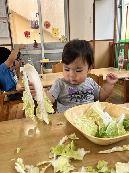 食育〜白菜に触れてみよう‼︎〜