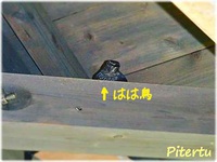 いそひよどりさん 2013/05/19 18:14:00