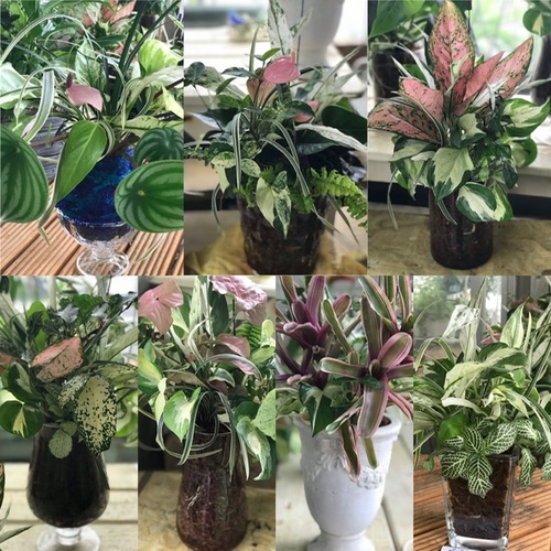 体験レッスンに観葉植物のギャザリングも入れました^ ^