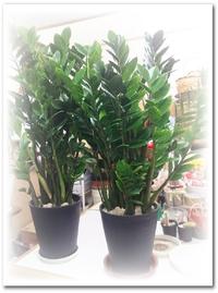 【開業祝い】縁起のいい観葉植物 金銭樹 2017/02/11 23:05:06