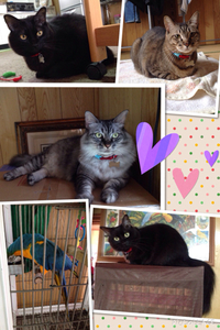 再登場♬猫&オウム一家♬ 2014/12/03 10:00:00