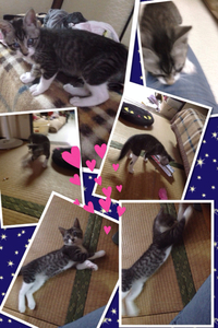 タイソン君♪ 2014/07/01 10:00:00