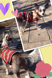 クララちゃん♬ 2014/12/10 12:00:00