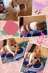 小さな小さなお姫様♬ 2014/09/28 10:00:00