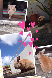 ぽるこ君 2014/10/29 11:00:00