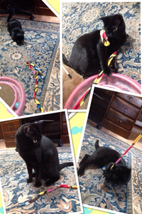 ★再♪ノーランちゃん★ 2014/03/31 12:00:00