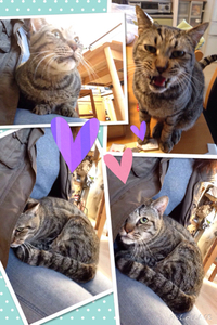 チップ君♬ 2015/02/07 10:00:00