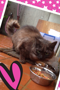 ニャヌ子ちゃん♪ 2014/05/18 10:00:00
