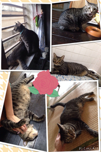 久しぶりの3匹♬ 2014/09/14 10:00:00