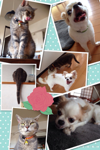 だいず君、きなこちゃん 2014/10/30 11:00:00
