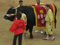 父の日大闘牛大会