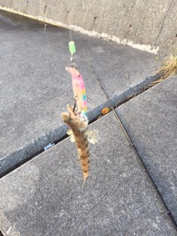 ミュージックタウン～釣り