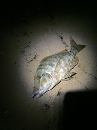 七夕釣行♪ 2017/07/09 11:11:37