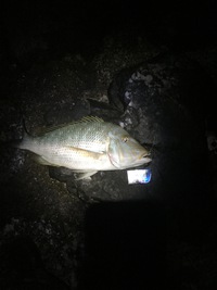 タマン爆釣 2017/06/17 01:58:03