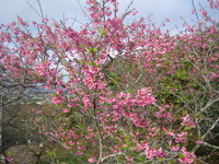 桜！