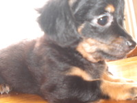 里親探し仔犬 2011/05/16 17:48:16