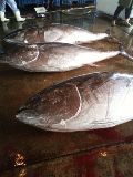 マグロゲット