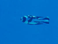色とりどり、幼魚たち。