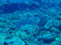 激動の海