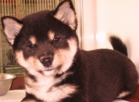 柴犬＆メインクーン 2012/05/12 17:01:55