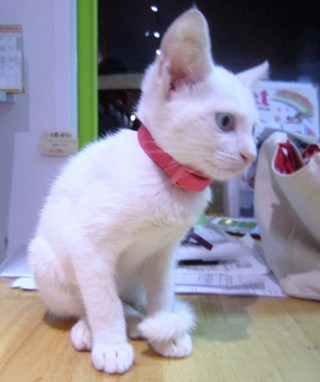 迷い猫